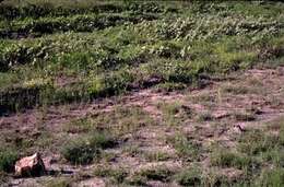 Imagem de Oenothera havardii S. Wats.