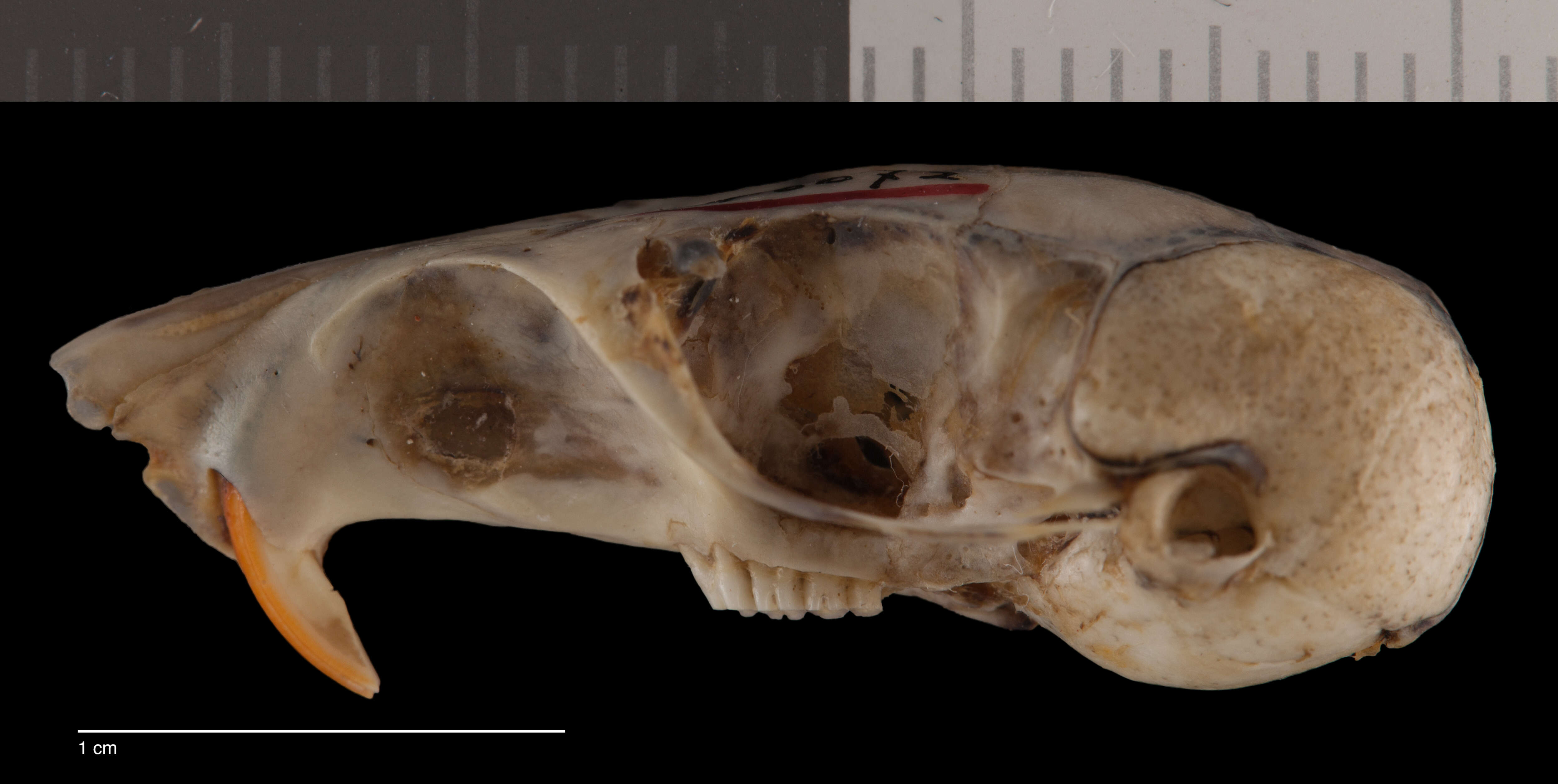 Image of Chaetodipus rudinoris extimus (Nelson & Goldman 1929)