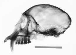 صورة Cercopithecus nictitans martini Waterhouse 1838