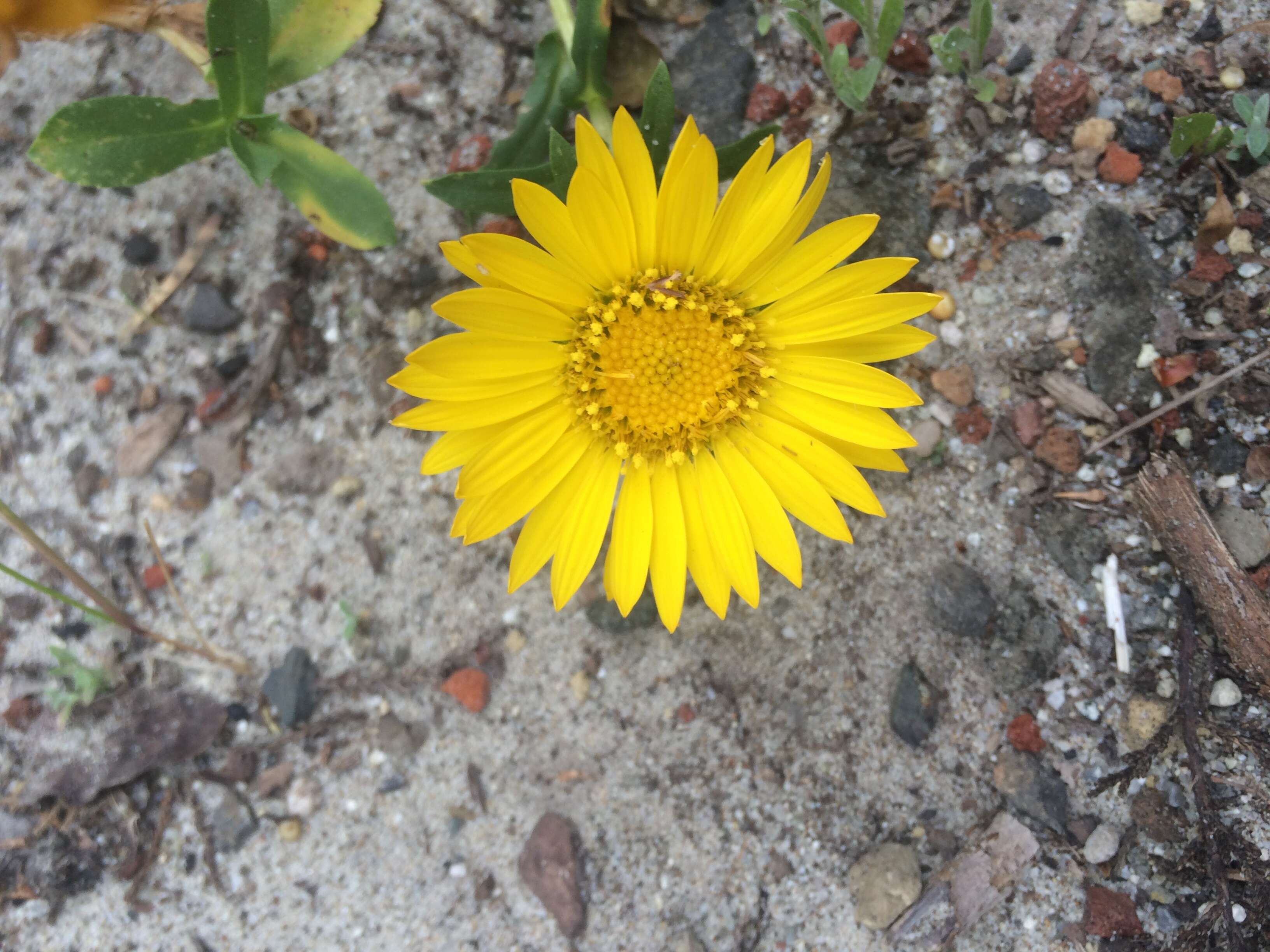 Image of hairy gumweed