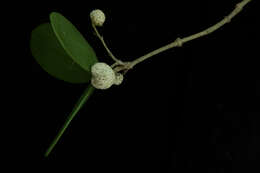 Image of Pristimera celastroides (Kunth) A. C. Sm.