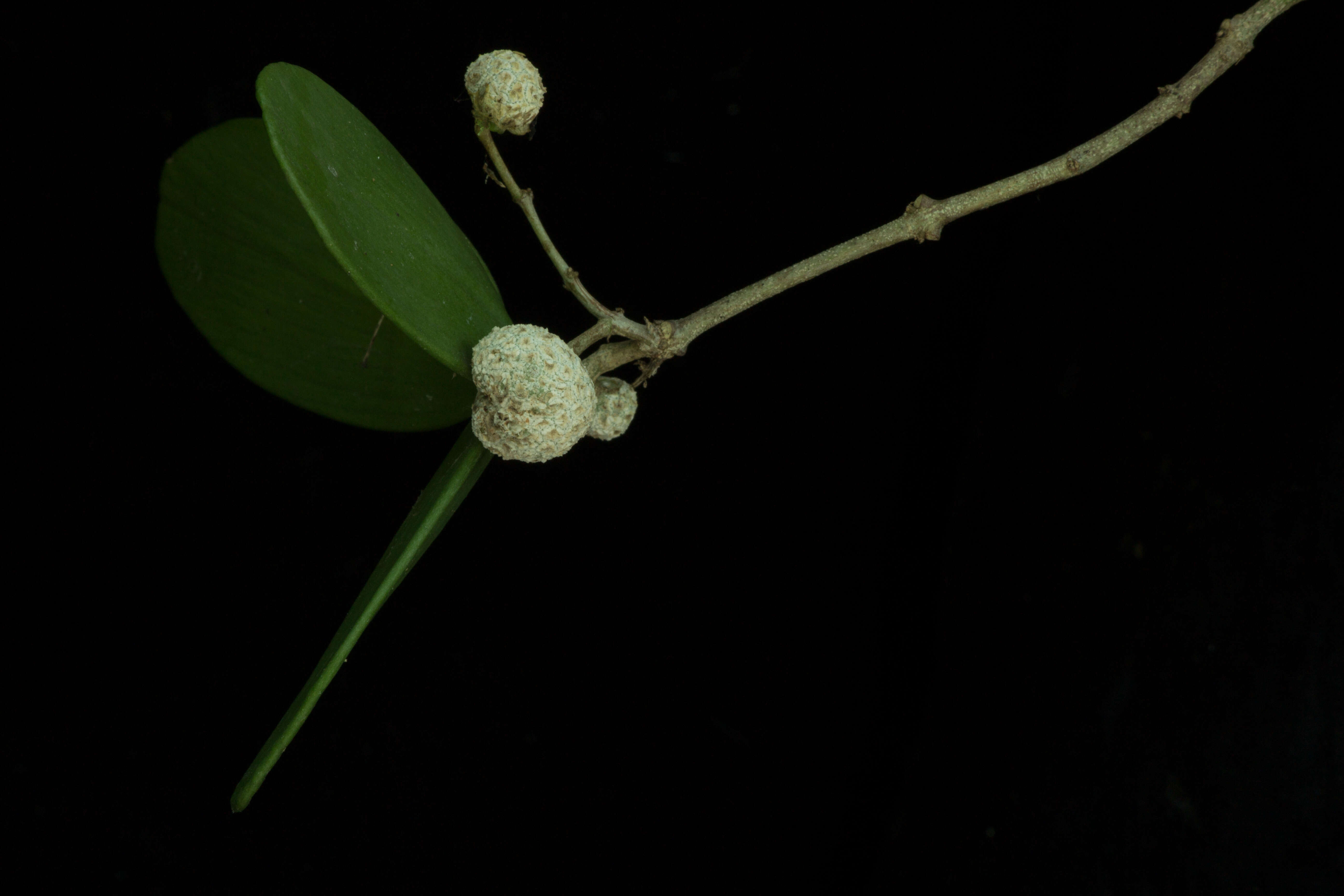 Image of Pristimera celastroides (Kunth) A. C. Sm.