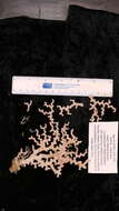 Image of Carolina's Ivory Coral