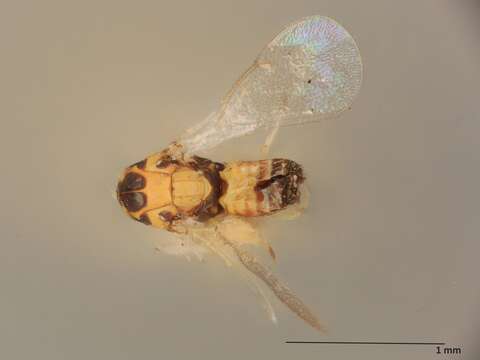 Aprostocetus venustus (Gahan 1914)的圖片