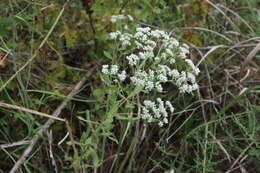 Image of Small-Flower Thoroughwort