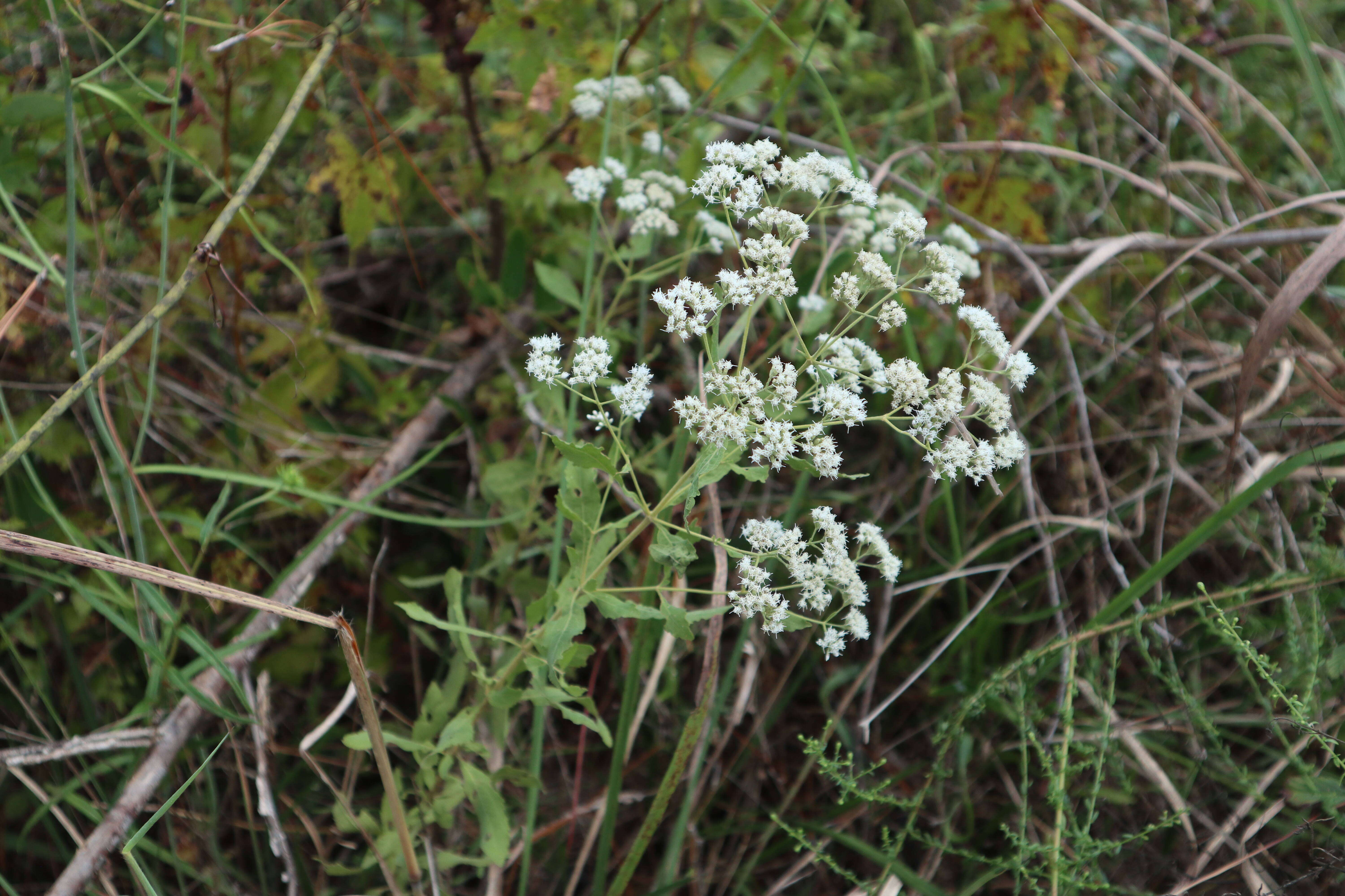 Image of Small-Flower Thoroughwort