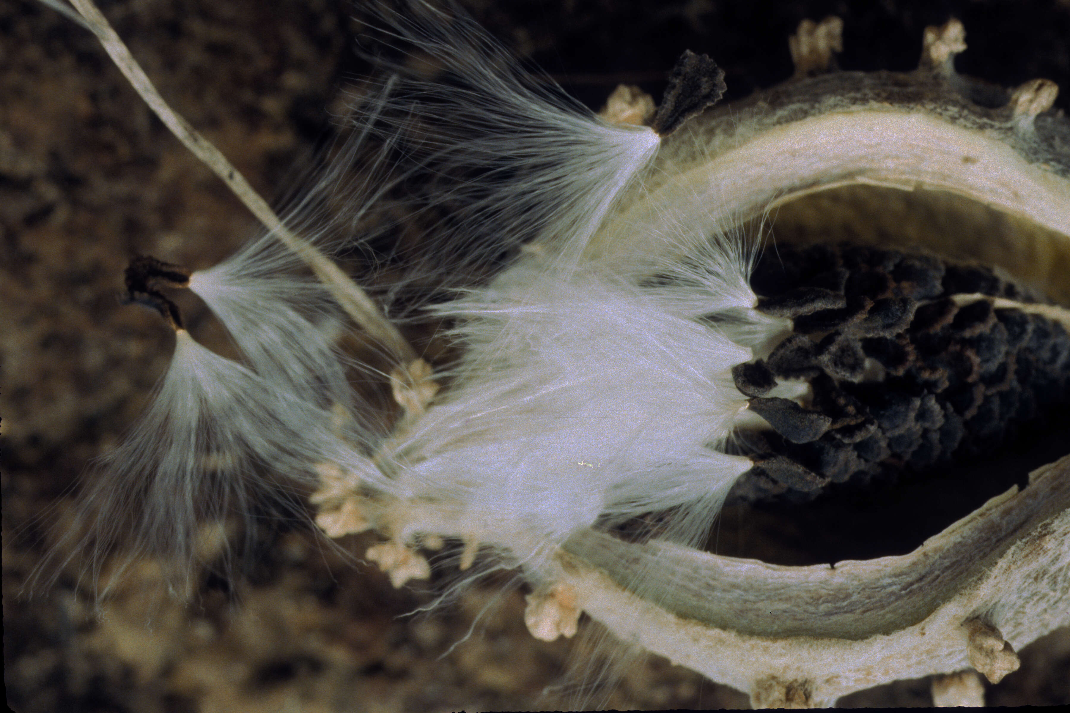 Image of Matelea maritima (Jacq.) Woodson