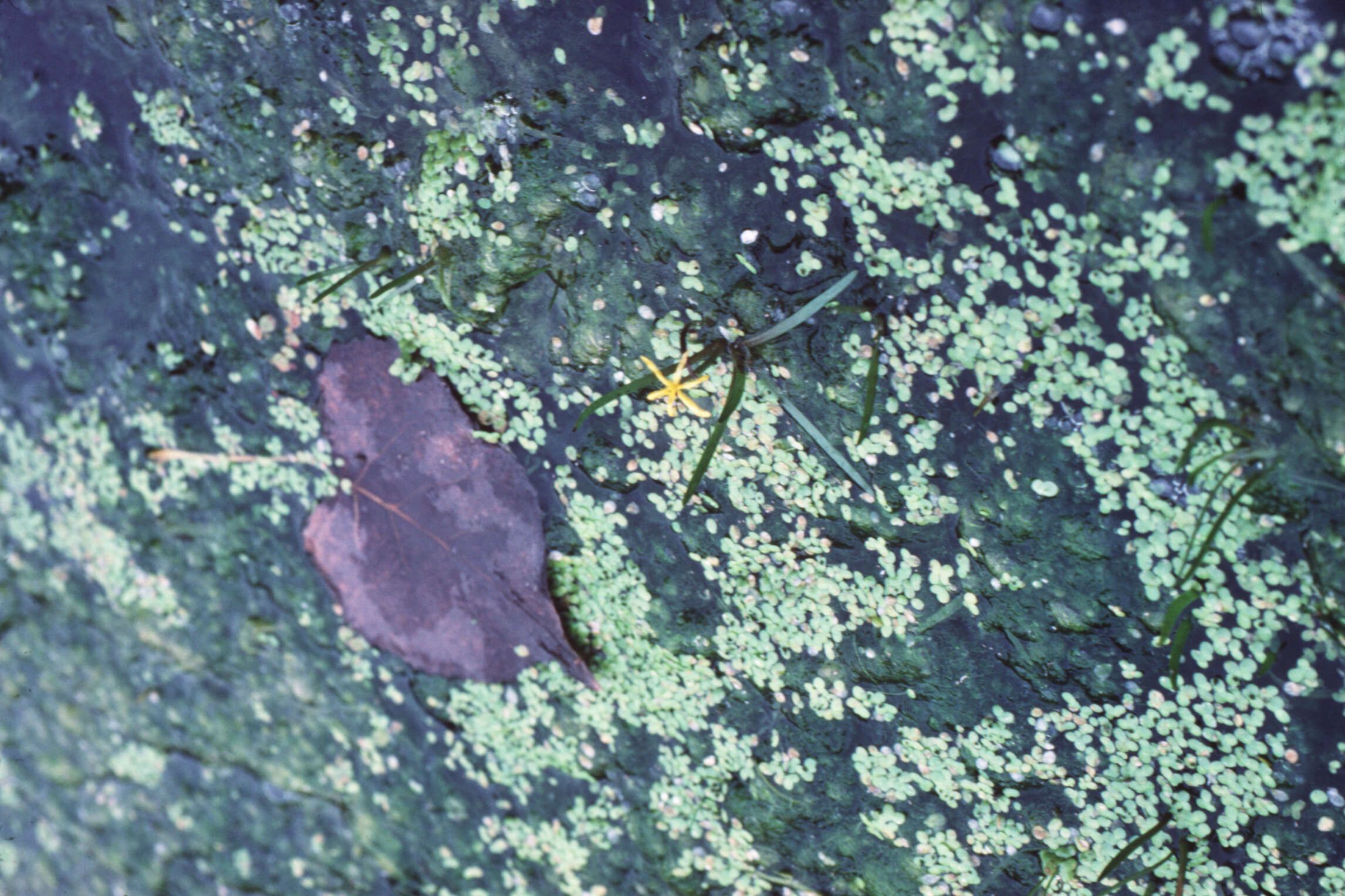 Image of grassleaf mudplantain