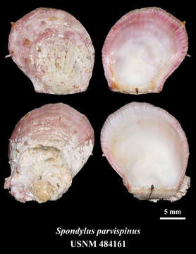 Image of Spondylus parvispinus Dall, Bartsch & Rehder 1938