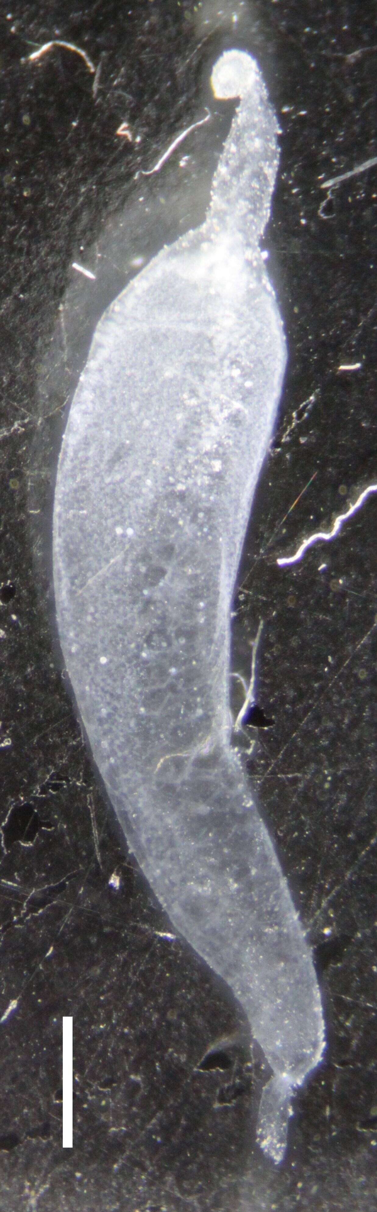 Image de Apolemia rubriversa Siebert, Pugh, Haddock & Dunn 2013
