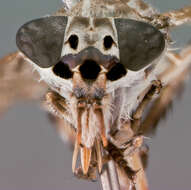 Image of Haematopota stonei Thompson 1977