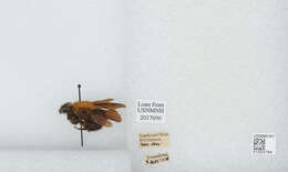 Image of Bombus atripes Smith 1852