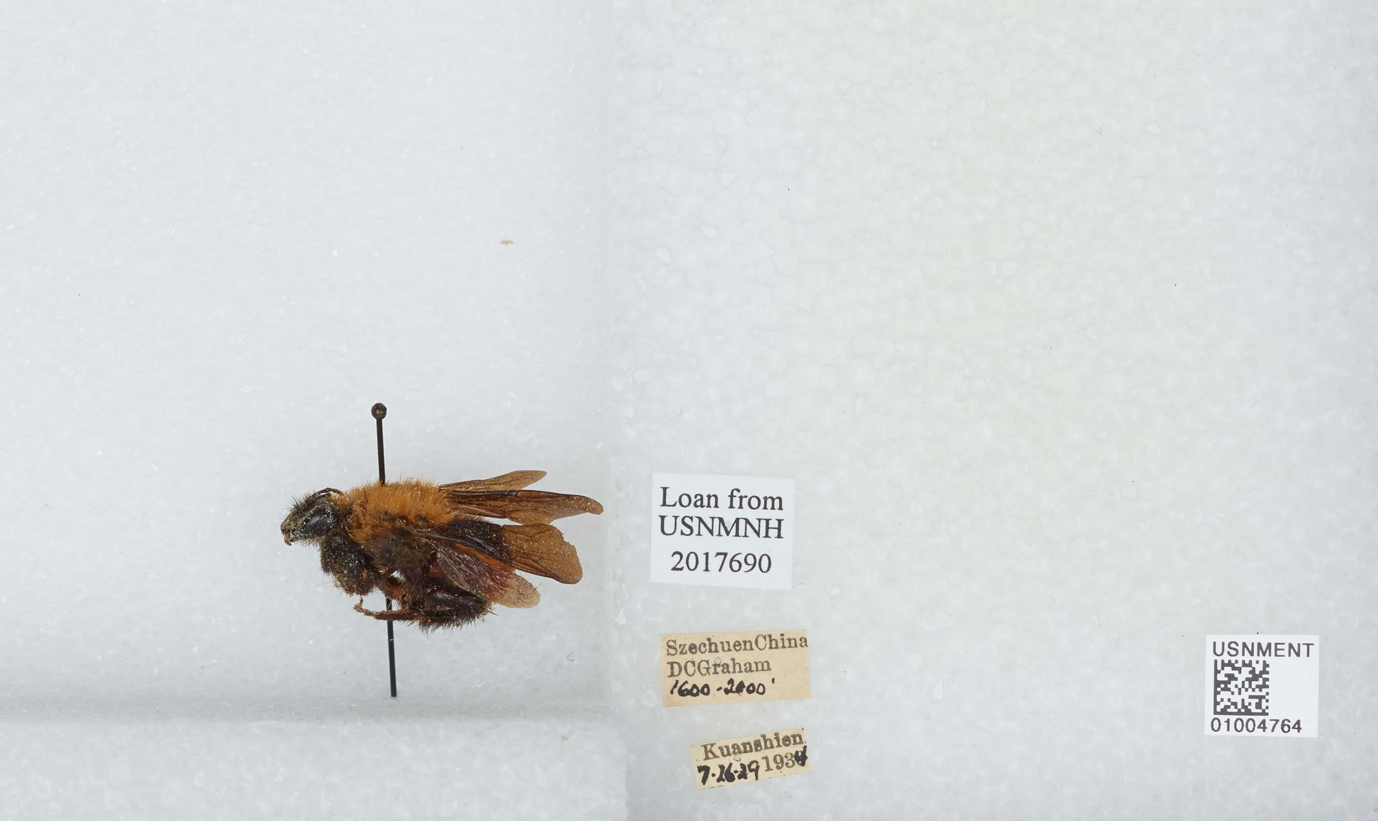 Image of Bombus atripes Smith 1852