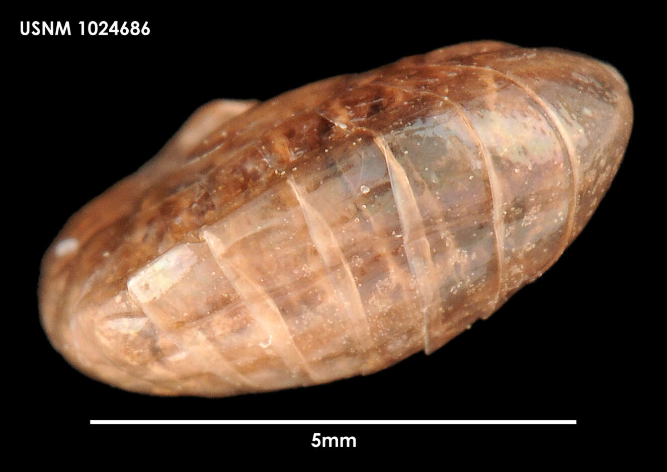 Plancia ëd Andaniotes linearis K. H. Barnard 1932