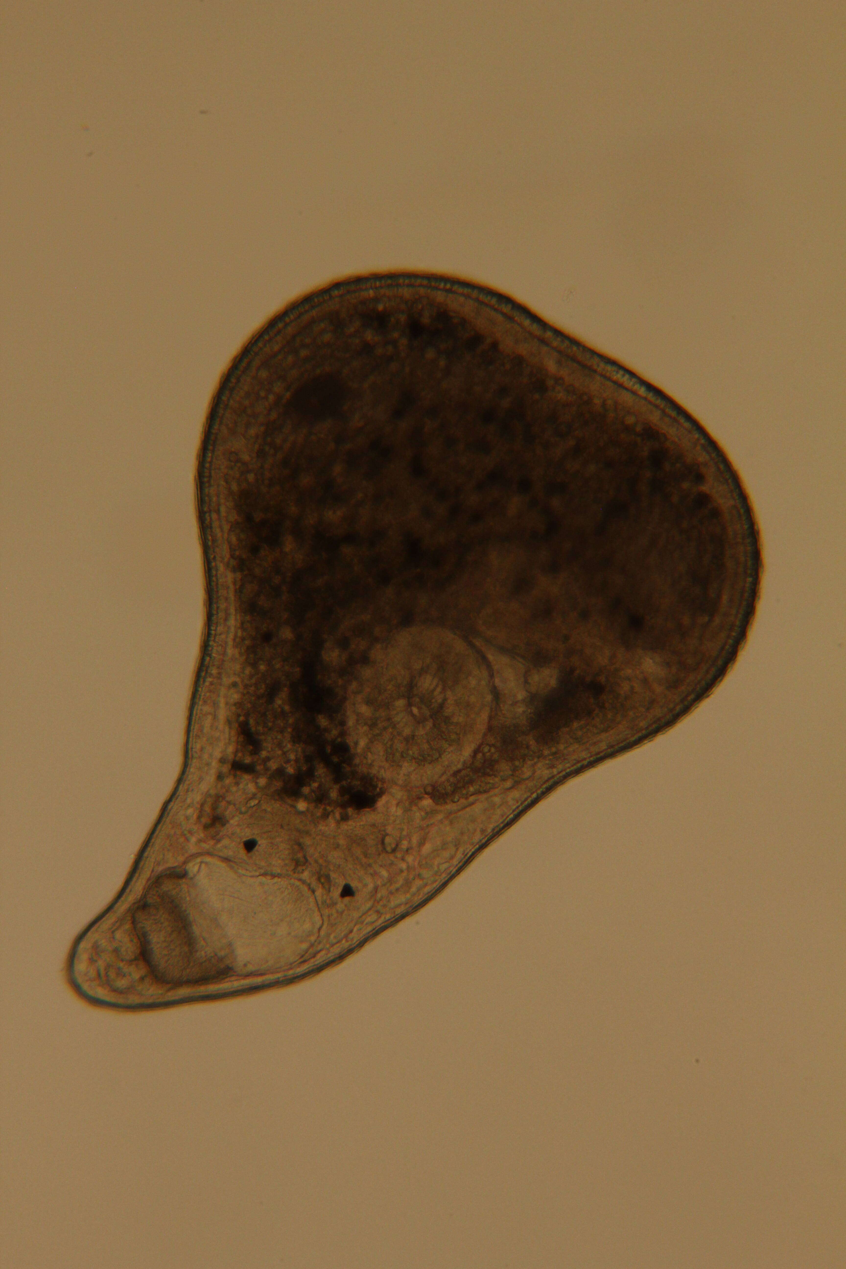 Image of Rhabdocoela