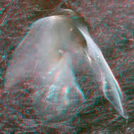 Image of Architeuthis Steenstrup 1857