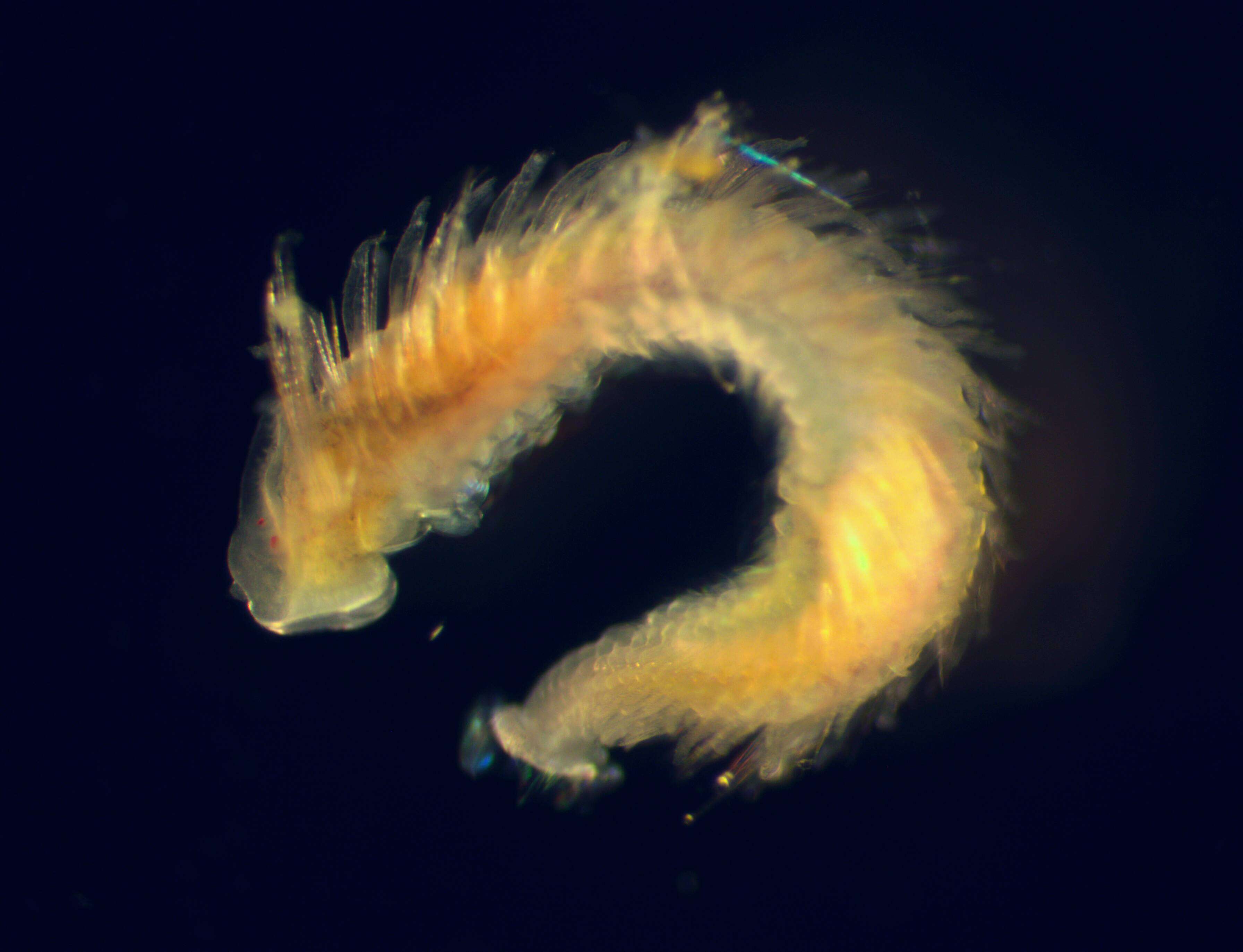 Image of Sagittoidea