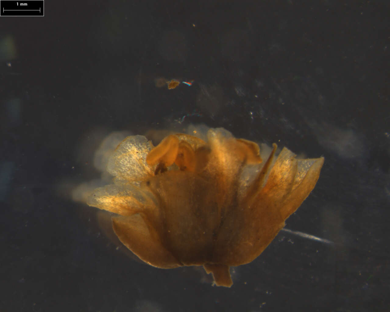 Imagem de Staphylea formosana (Nakai) Byng & Christenh.