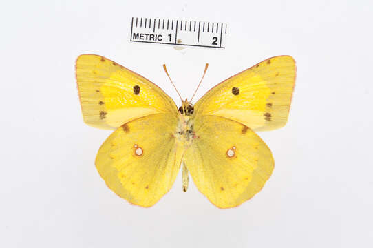 Image of Colias fieldii Ménétriès 1855