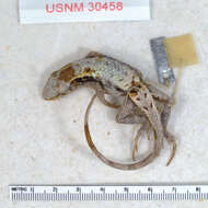 Image of Longtail Spiny Lizard