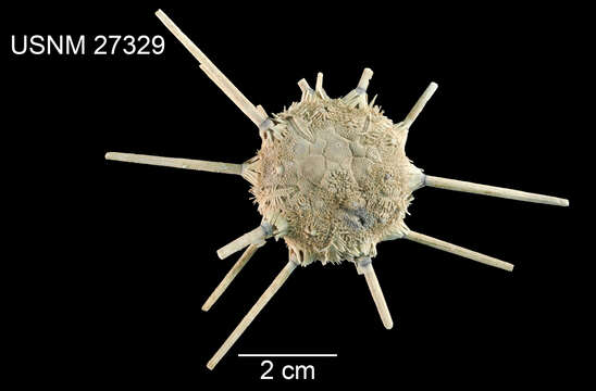 Image of Stereocidaris leucacantha A. Agassiz & H. L. Clark 1907