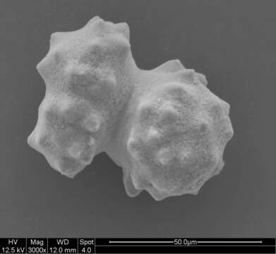 Image of Pleurocorallium niveum (Bayer 1956)