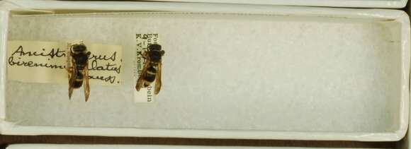 Ancistrocerus birenimaculatus (de Saussure 1852)的圖片