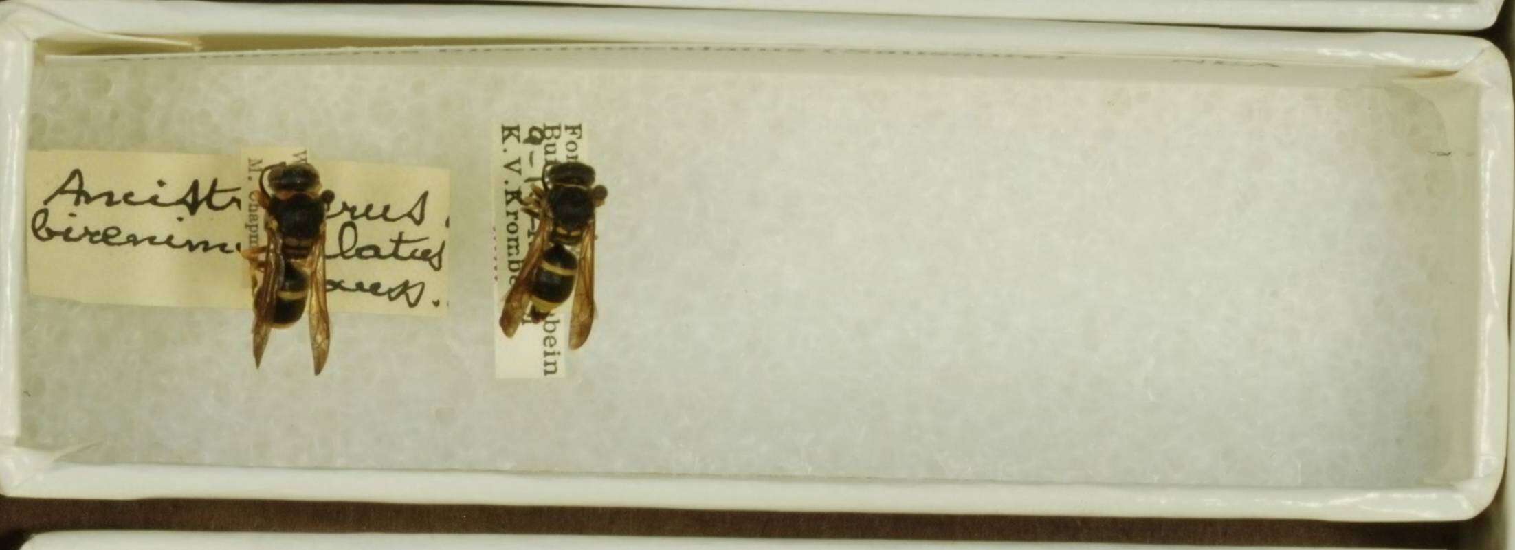 Image of Ancistrocerus birenimaculatus (de Saussure 1852)