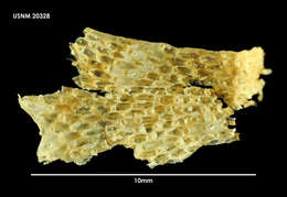 Image of Figularia mernae Uttley & Bullivant 1972