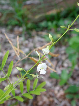 Sivun Tephrosia purpurea subsp. purpurea kuva