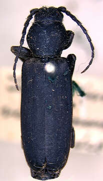 Image of Red-femured Milkweed Borer