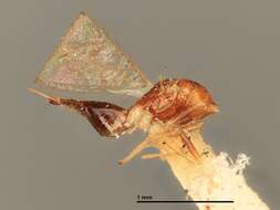 Image of Megaceratoneura inusitata Girault 1917