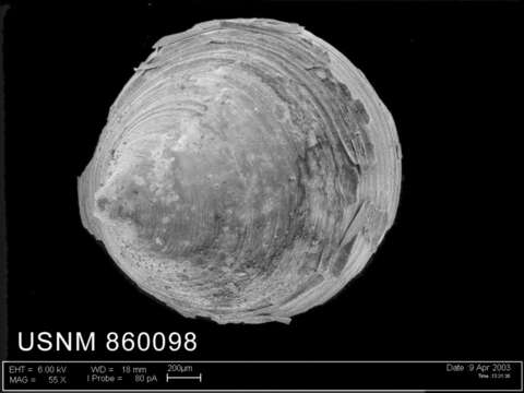 Image of Lepetella postapicula Dell 1990