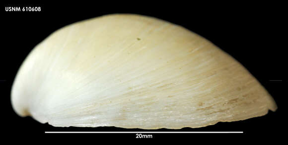 Image de Zemysina globus (Finlay 1926)