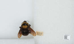 Слика од Bombus argillaceus (Scopoli 1763)