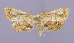 Image of Ambia intortalis Schaus 1912