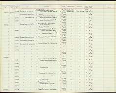 Image of Quiscalus quiscula stonei Chapman 1935