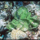 Image of Microdictyon setchellianum M. A. Howe 1934