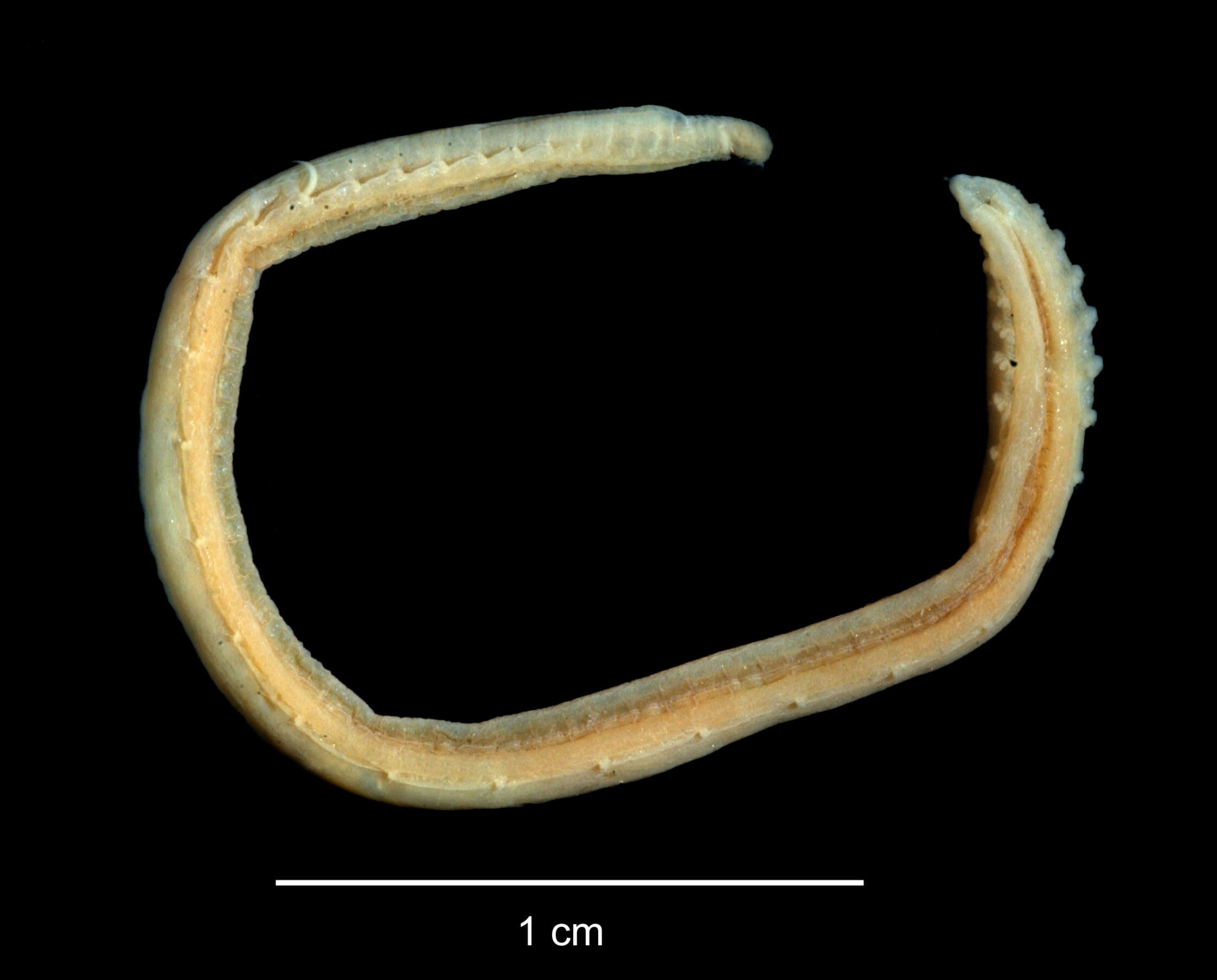 Image of Ophelina setigera (Hartman 1978)