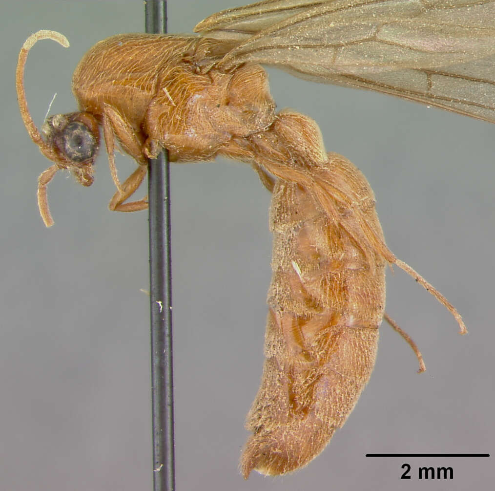 Image of Neivamyrmex macropterus Borgmeier 1953