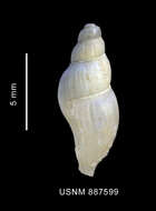 Image of Prosiphonidae