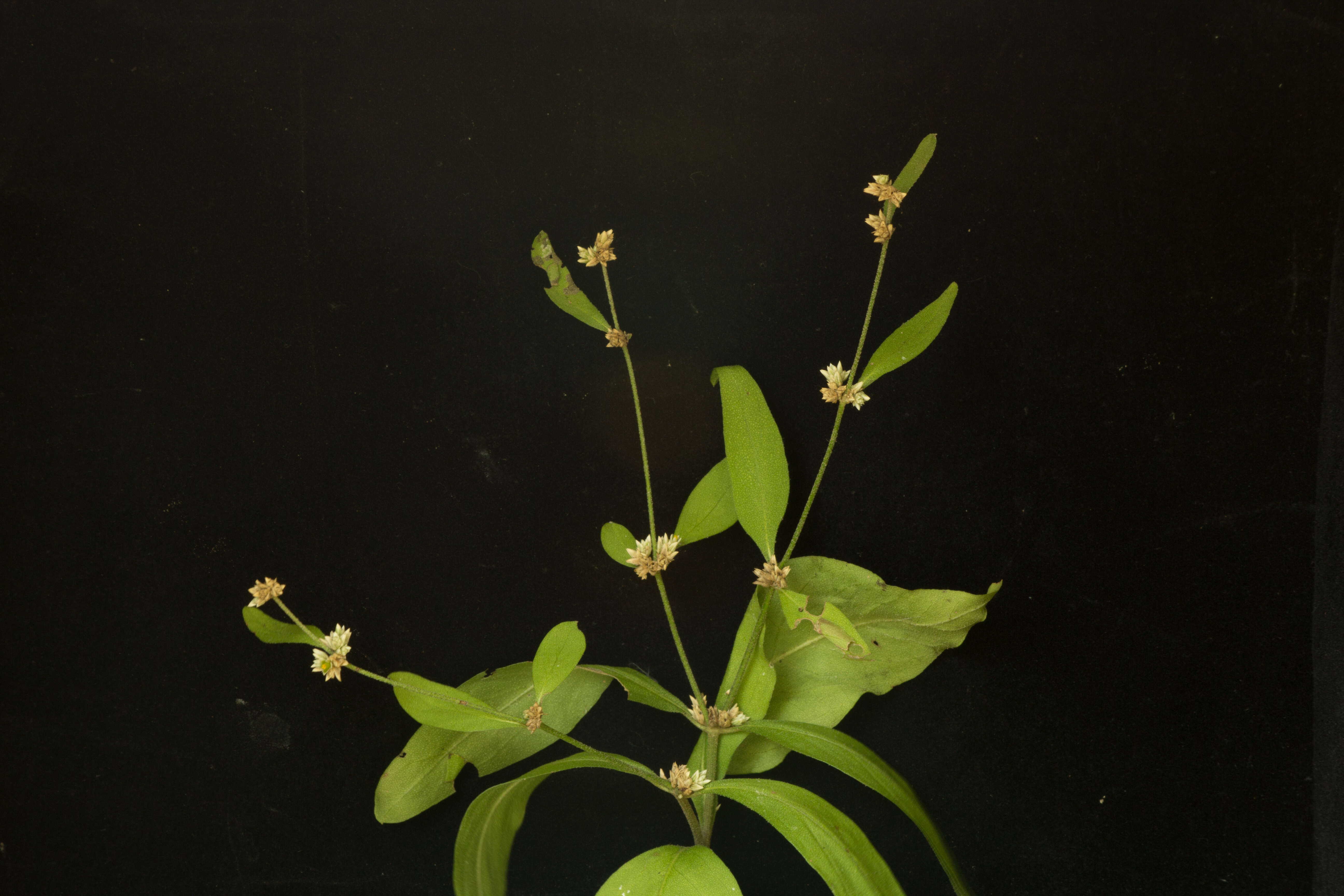 Image of sessile joyweed