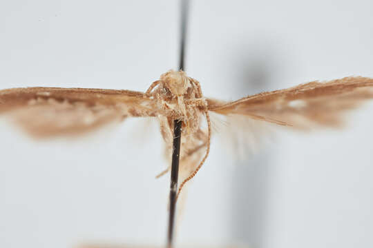 Image of Tomato pinworm