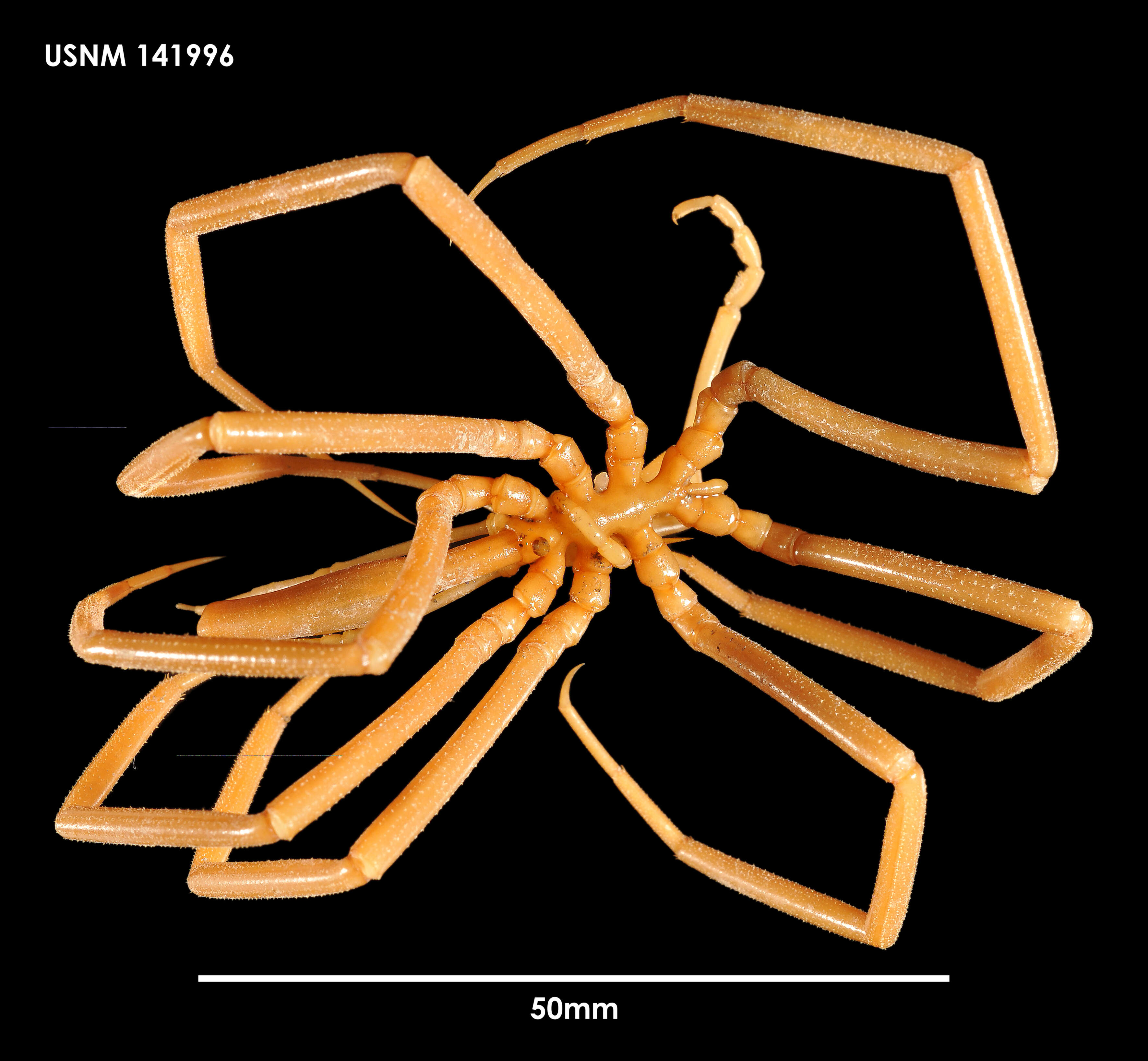 Image of Colossendeis tortipalpis Gordon 1932