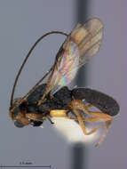 صورة Ascogaster maculaticeps Baker 1926