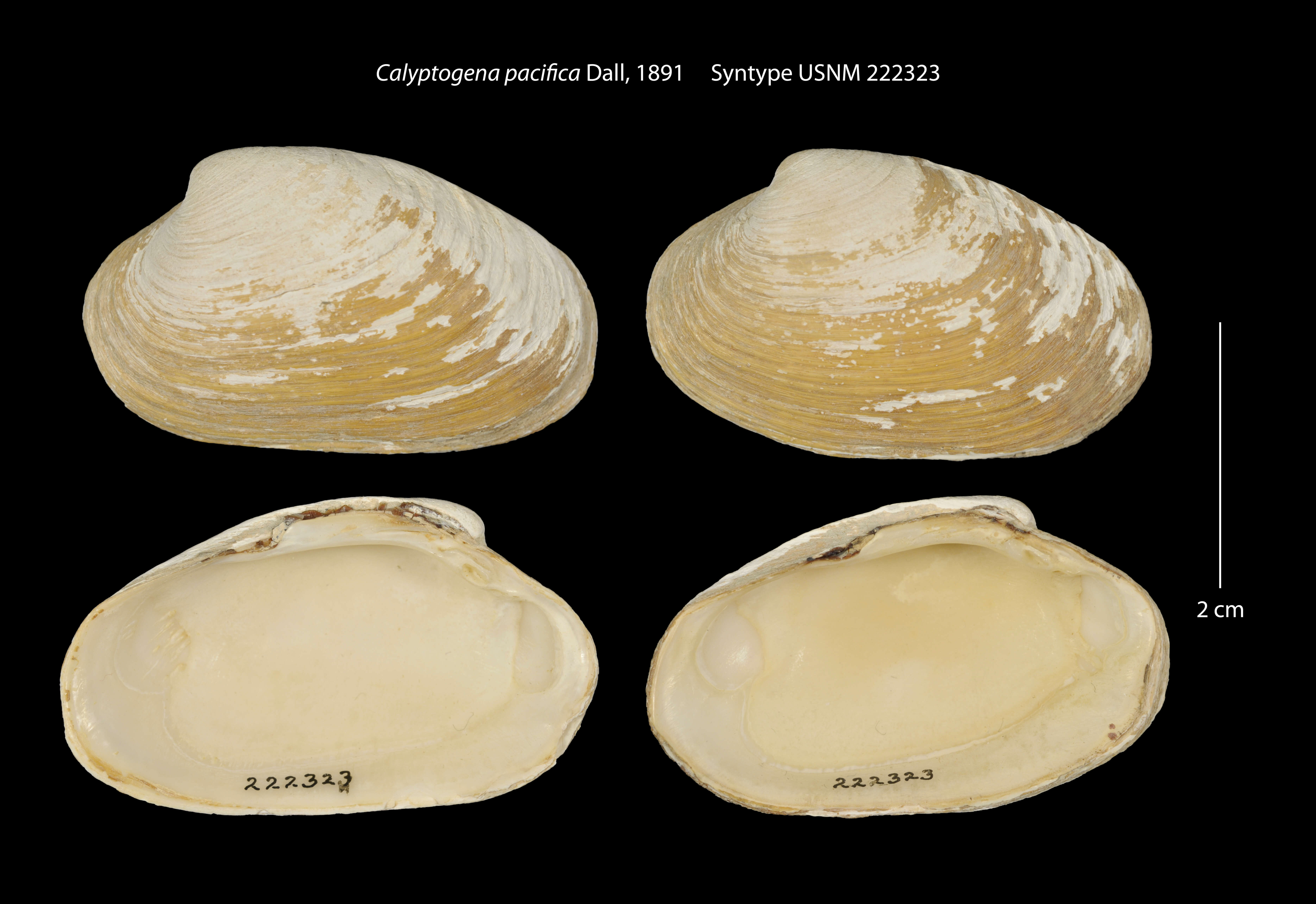 Слика од Calyptogena pacifica Dall 1891