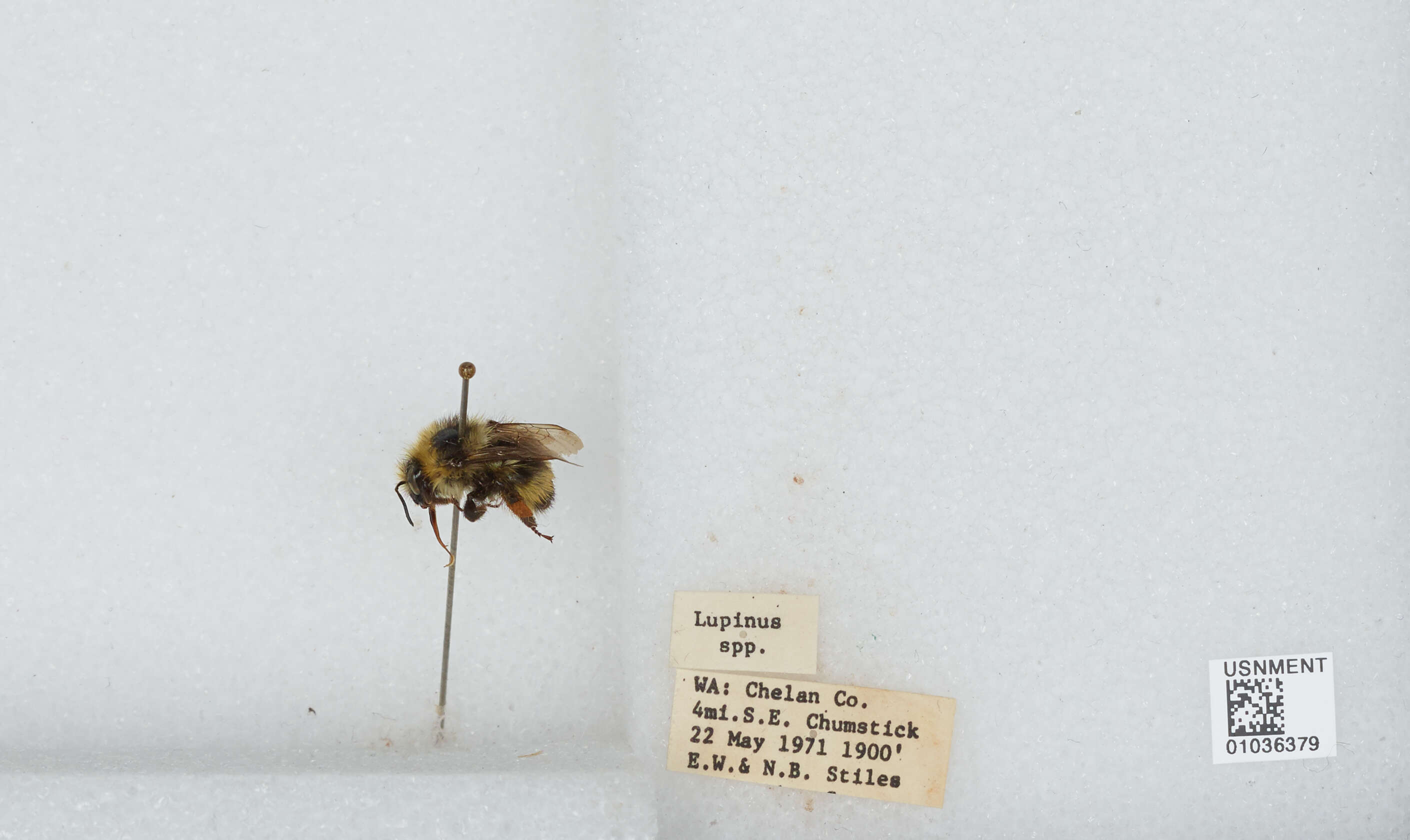 Plancia ëd Bombus vandykei (Frison 1927)