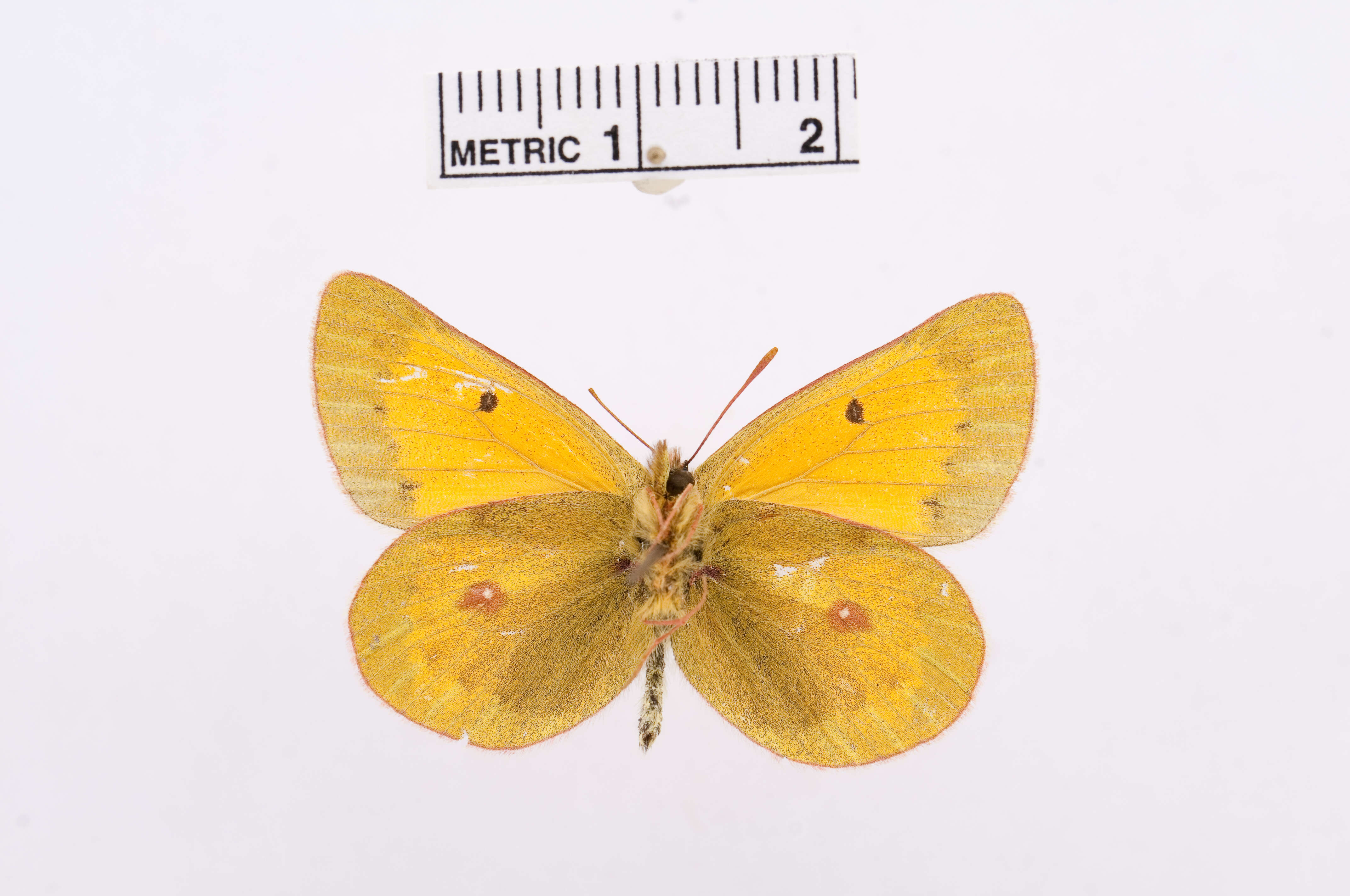 Image de Colias viluiensis Ménétriès 1859