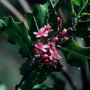 Image of Casearia ilicifolia (Sw.) Vent.