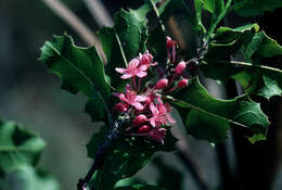 Image of Casearia ilicifolia (Sw.) Vent.